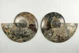 Cut & Polished Ammonite Fossil - Deep Crystal Pockets #200149-1